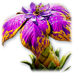 Nepenthes